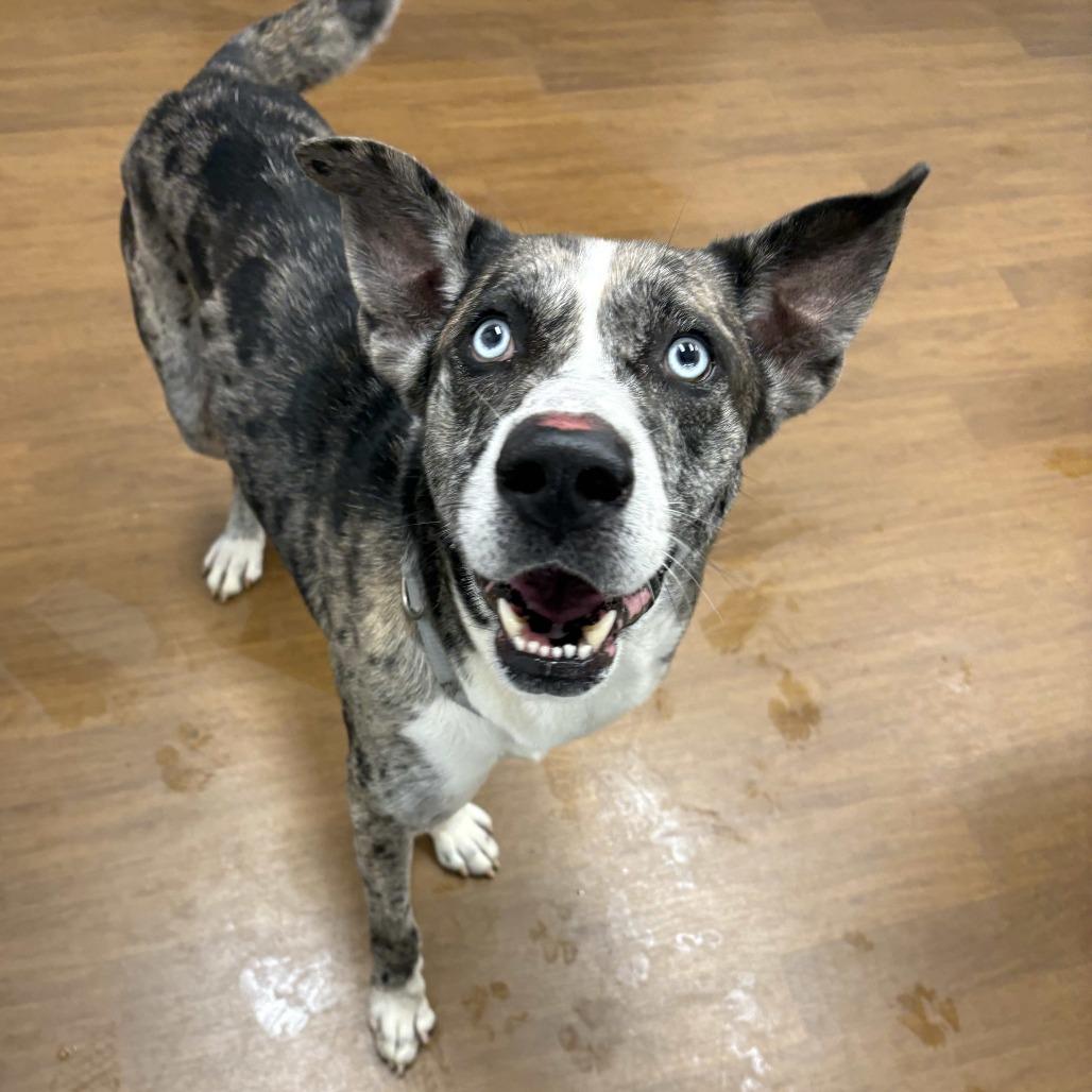 Enlarge Billy Boy, a Adoptable mixed breed in Beaumont, TX image 4/5