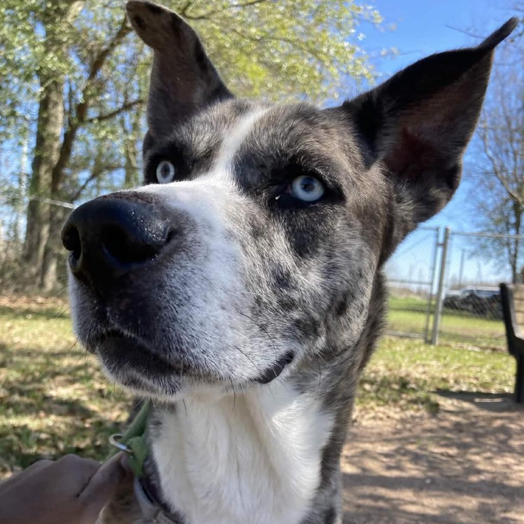 Enlarge Billy Boy, a Adoptable mixed breed in Beaumont, TX image 5/5