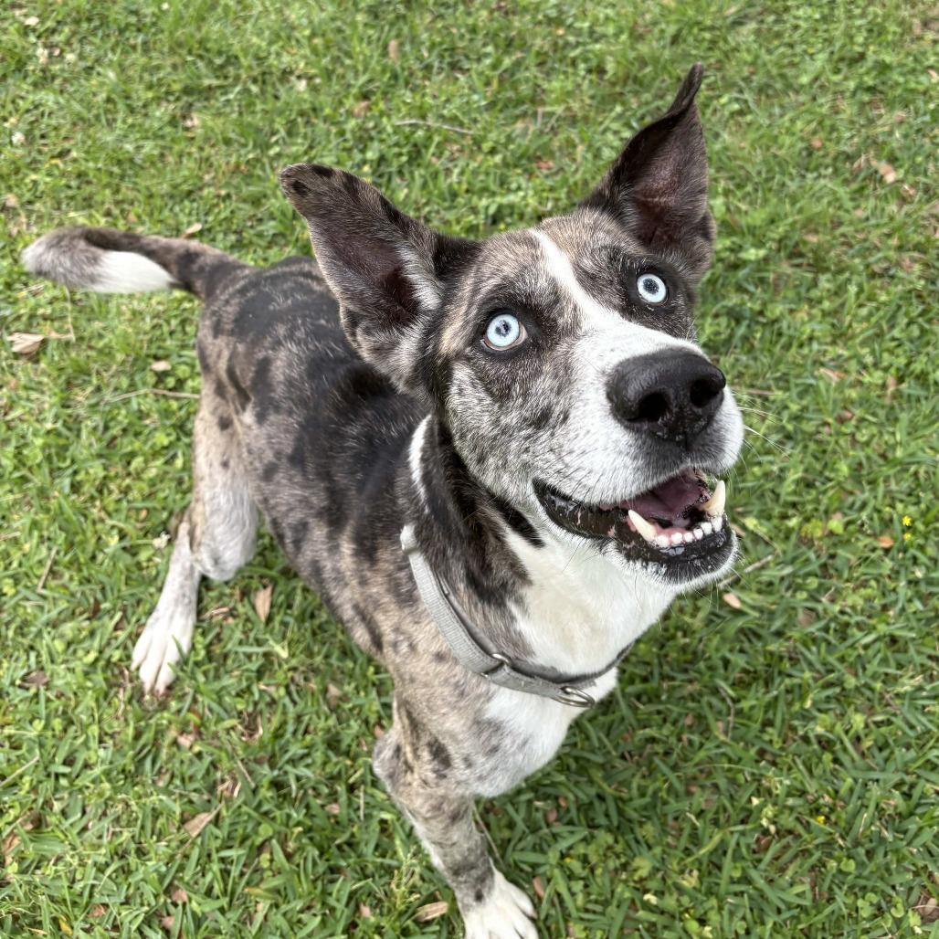 Enlarge Billy Boy, a Adoptable mixed breed in Beaumont, TX image 6/6