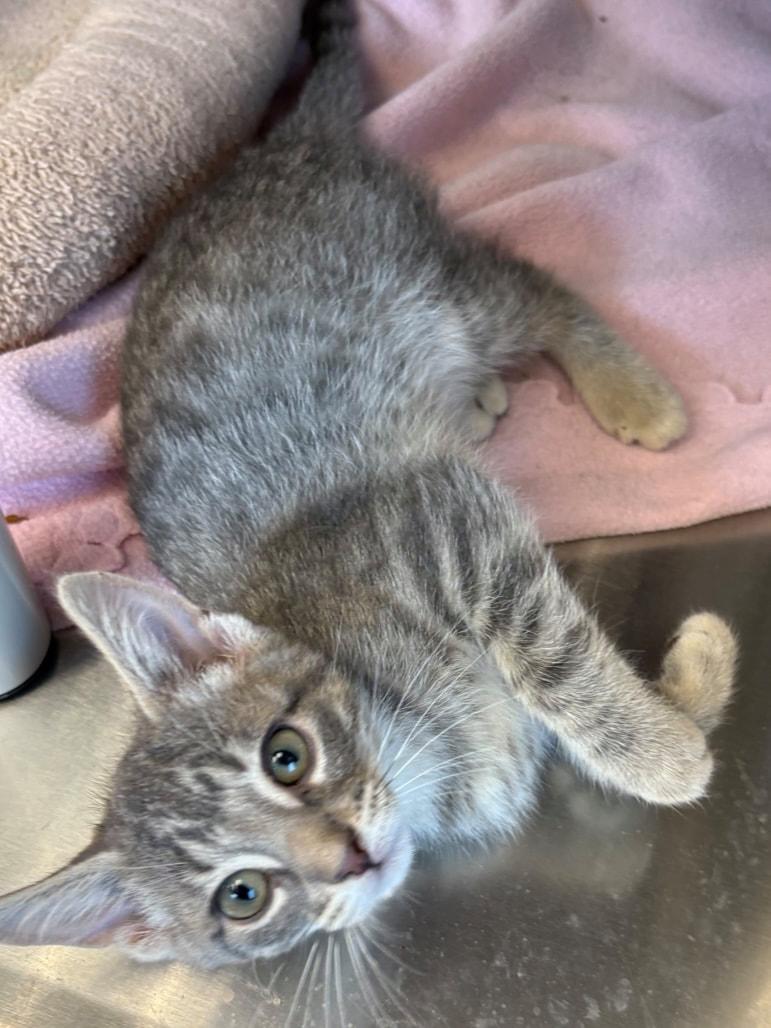 Beatrice, Adoptable, Young Female Domestic Short Hair.