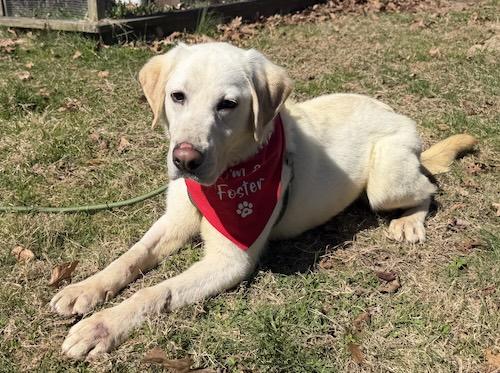 Enlarge Scooter #8, a ADOPTABLE Yellow Labrador Retriever in Killingworth, CT image 2/6