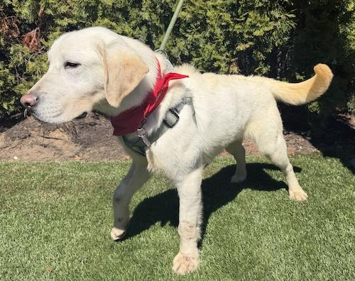 Enlarge Scooter #8, a ADOPTABLE Yellow Labrador Retriever in Killingworth, CT image 4/6