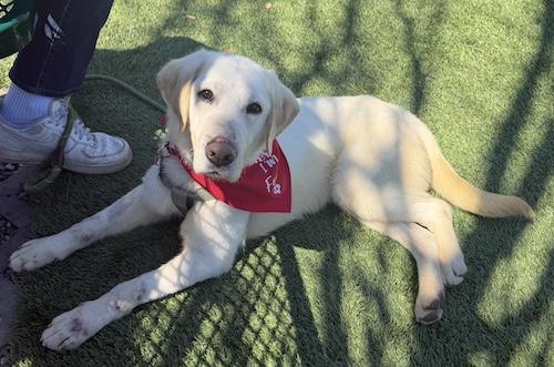 Enlarge Scooter #8, a ADOPTABLE Yellow Labrador Retriever in Killingworth, CT image 3/6