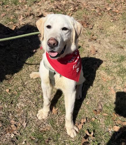 Enlarge Scooter #8, a ADOPTABLE Yellow Labrador Retriever in Killingworth, CT image 1/6