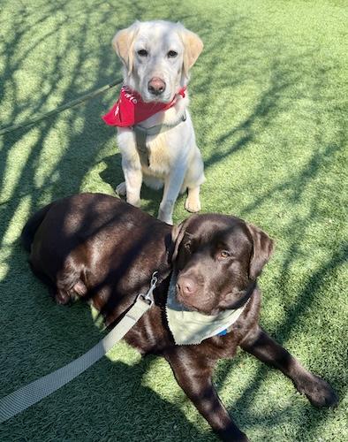 Enlarge Scooter #8, a ADOPTABLE Yellow Labrador Retriever in Killingworth, CT image 5/6