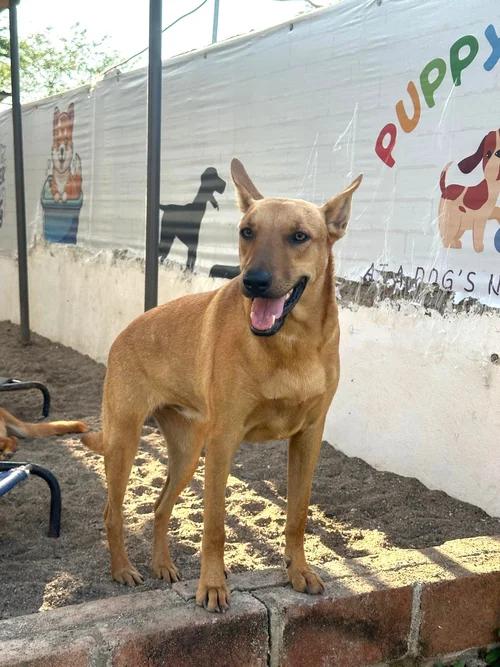 Aries — thumbnail 2