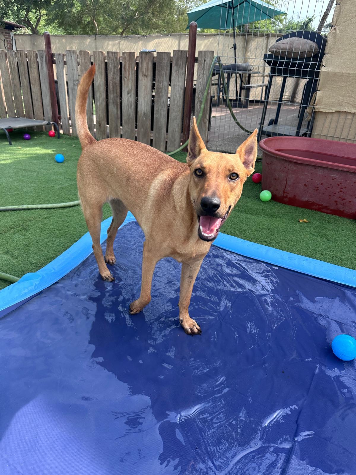 Aries — thumbnail 4