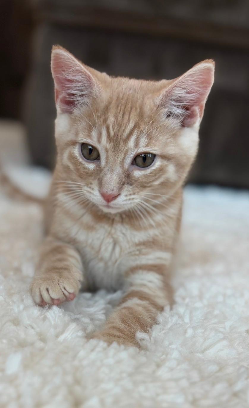 Maxwell, adopted, Kitten Male Domestic Short Hair.
