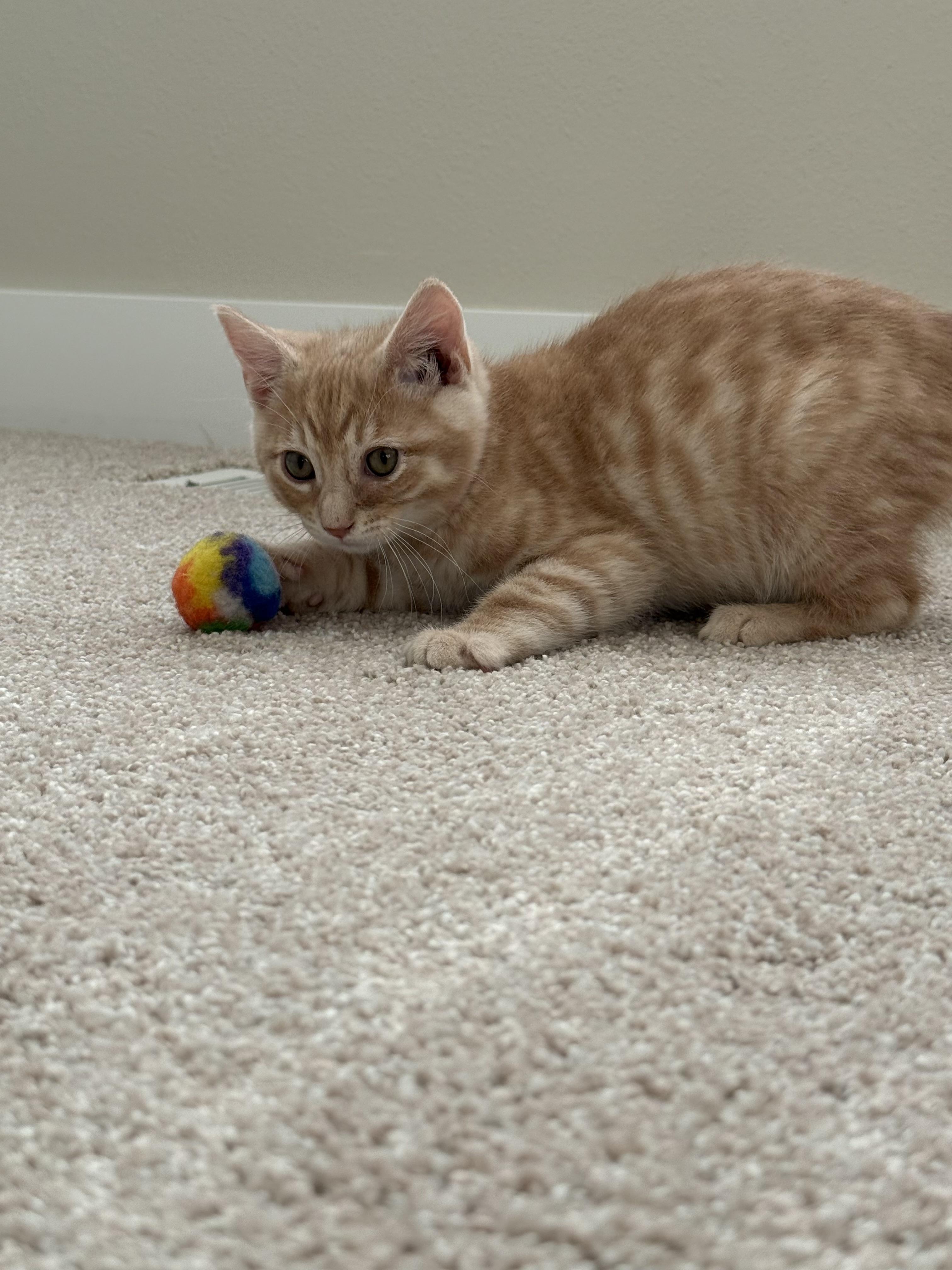 Enlarge Maxwell, an adopted mixed breed in Bonney Lake, WA image 5/6