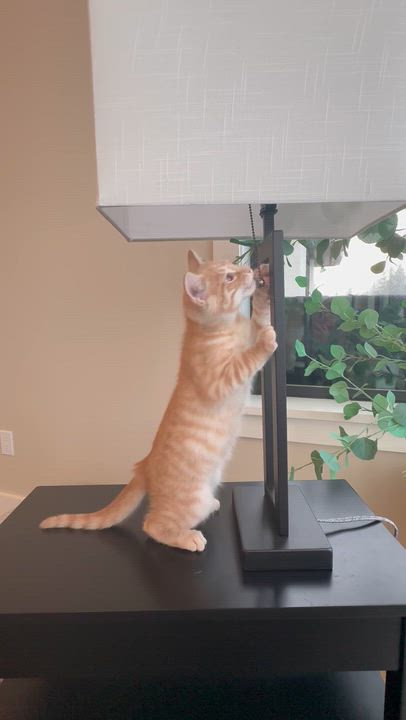 Enlarge Maxwell, an adopted mixed breed in Bonney Lake, WA video 6/6