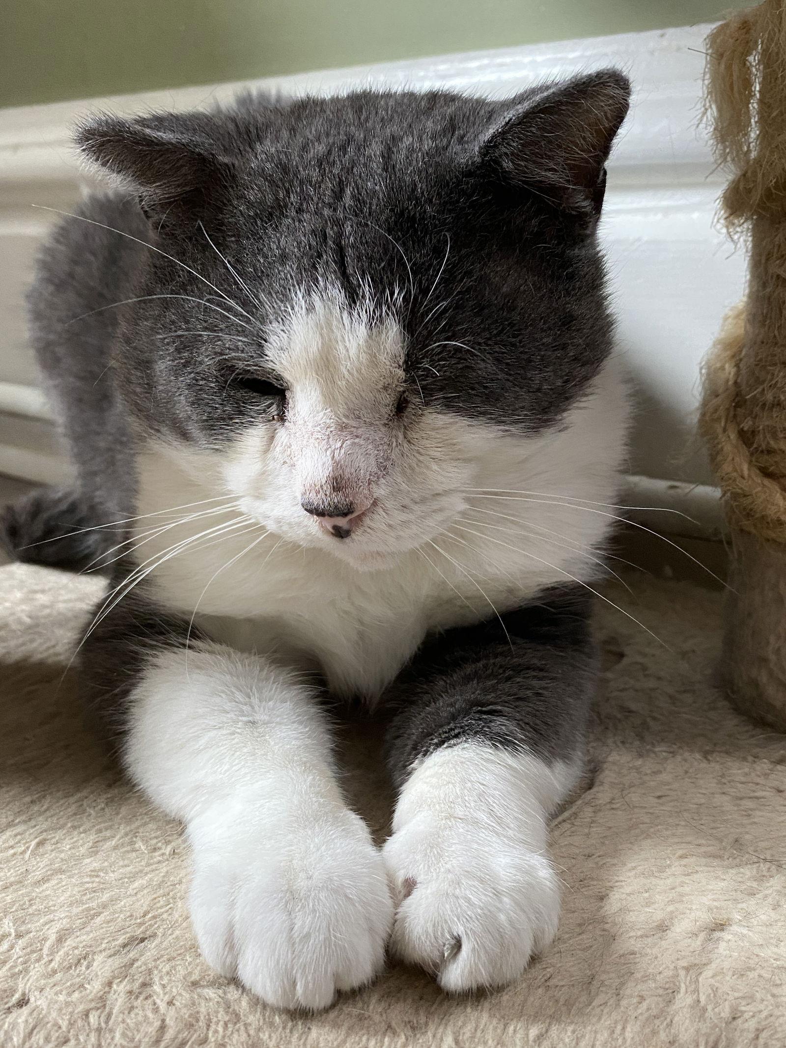 Leo - Sponsored by Nisa, Adoptable, Adult Male Domestic Short Hair.