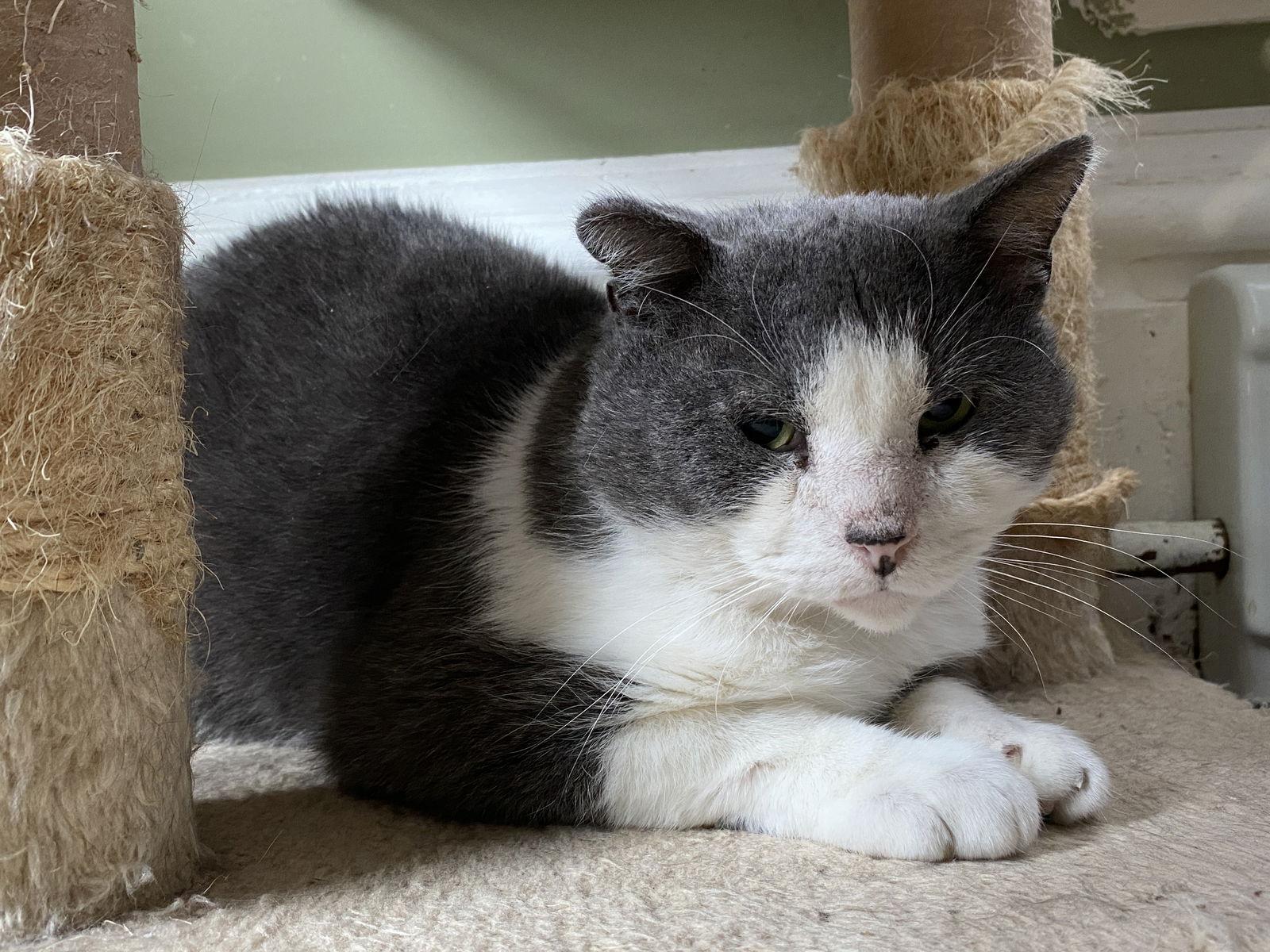 Enlarge Leo - Sponsored by Nisa, a Adoptable Domestic Short Hair in Markham, ON image 2/3