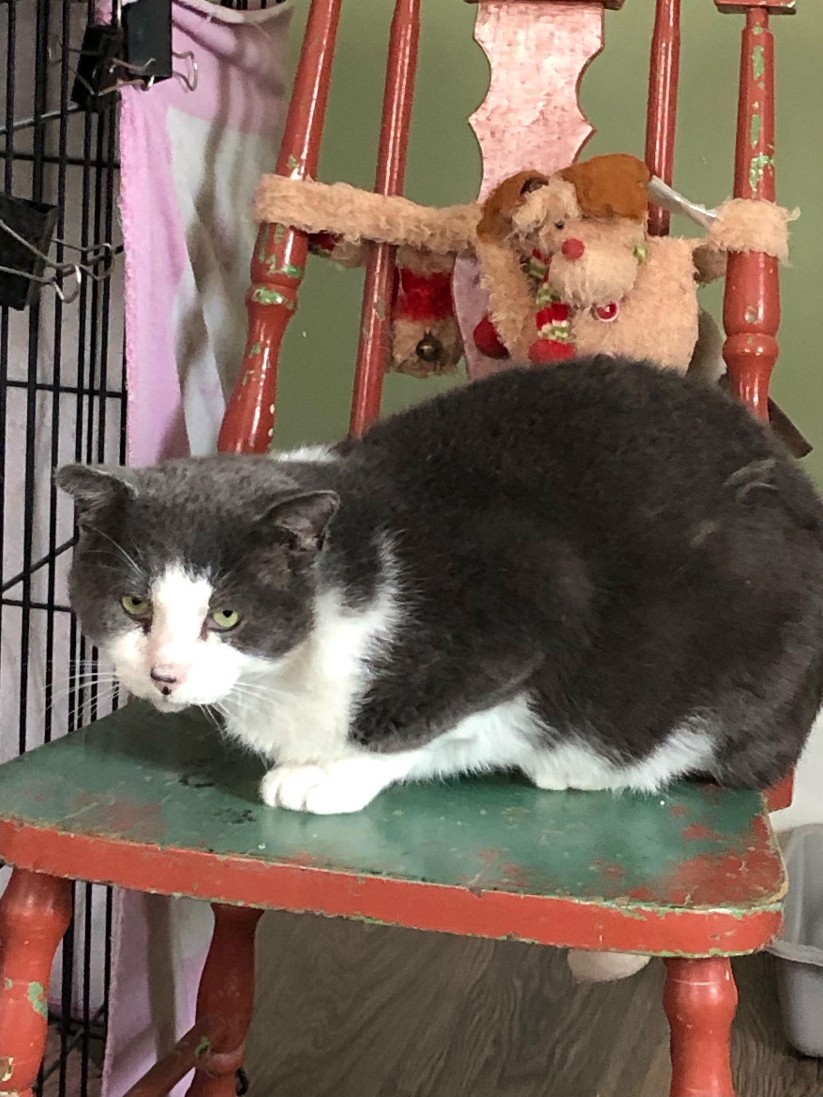 Enlarge Leo - Sponsored by Nisa, a Adoptable Domestic Short Hair in Markham, ON image 3/3