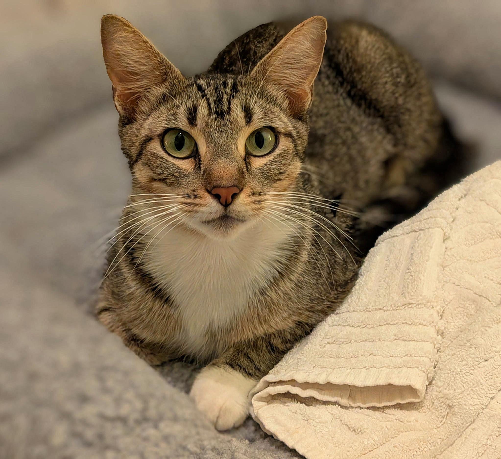 Enlarge Cookie, a ADOPTABLE mixed breed in Melbourne, FL image 1/1