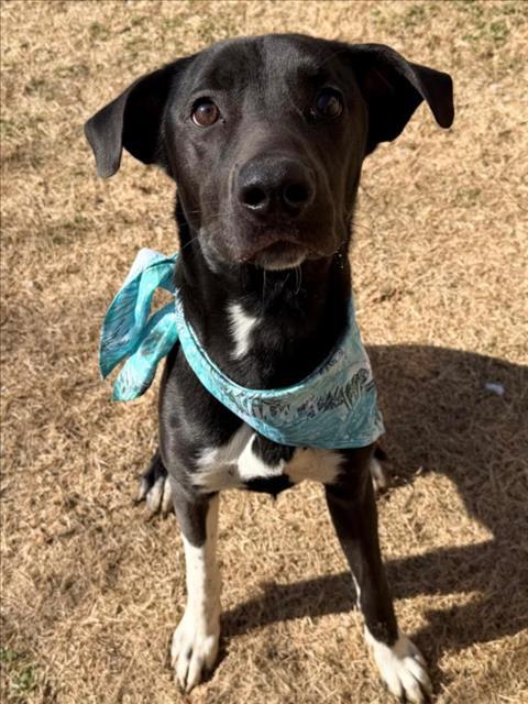 DODGE, Adoptable, Young Male Labrador Retriever & Mixed Breed.