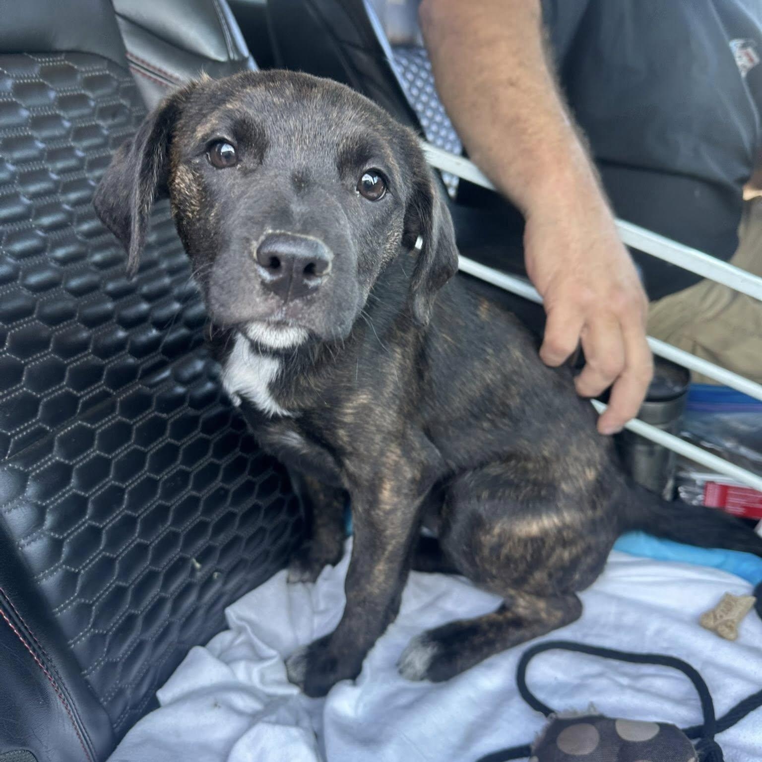 Enlarge Dahila, a ADOPTABLE mixed breed in Agua Dulce, CA image 1/3