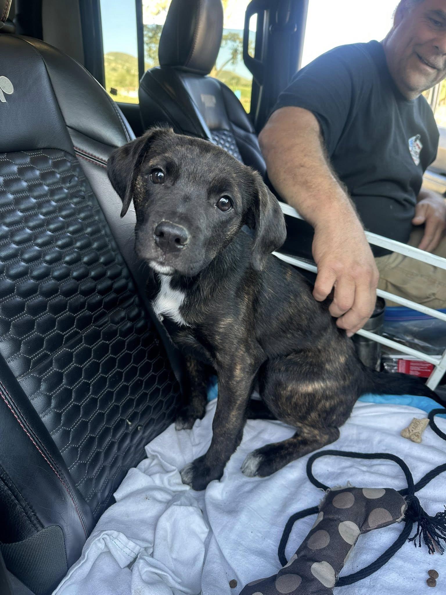 Enlarge Dahila, a ADOPTABLE mixed breed in Agua Dulce, CA image 2/3