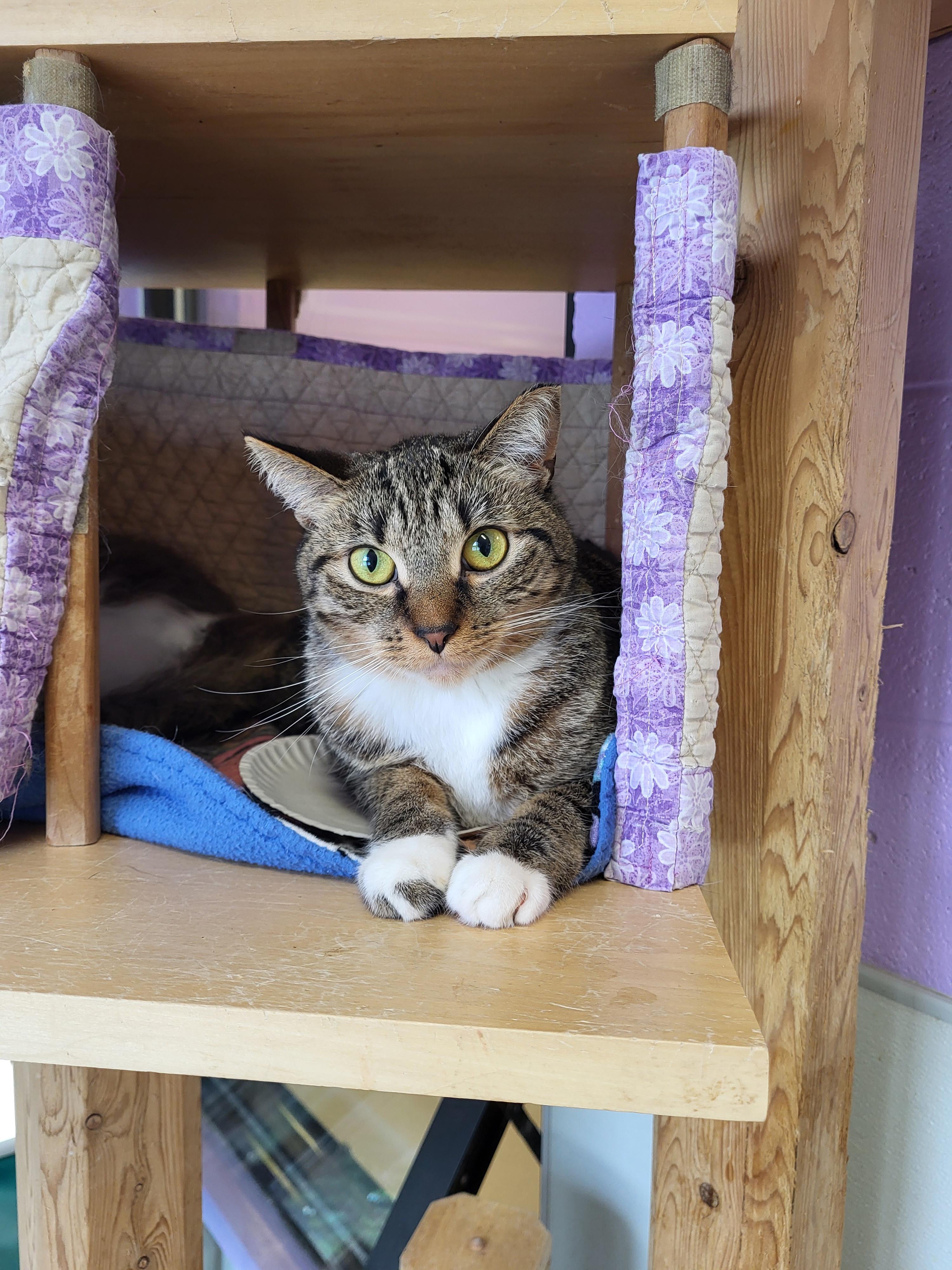 Phillipa, Adoptable, Adult Female Domestic Short Hair.