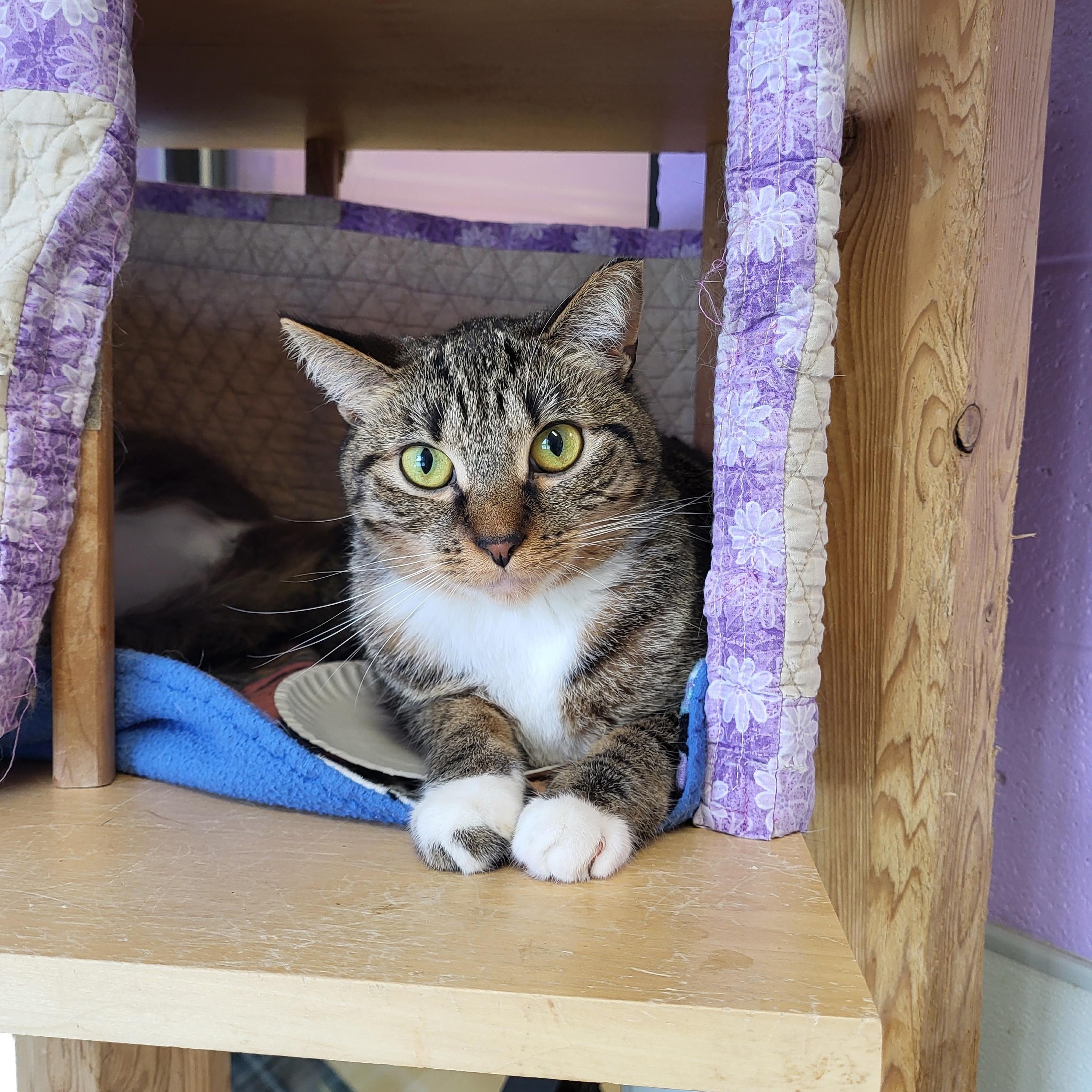 Enlarge Phillipa, a Adoptable Domestic Short Hair in Grayslake, IL image 1/4