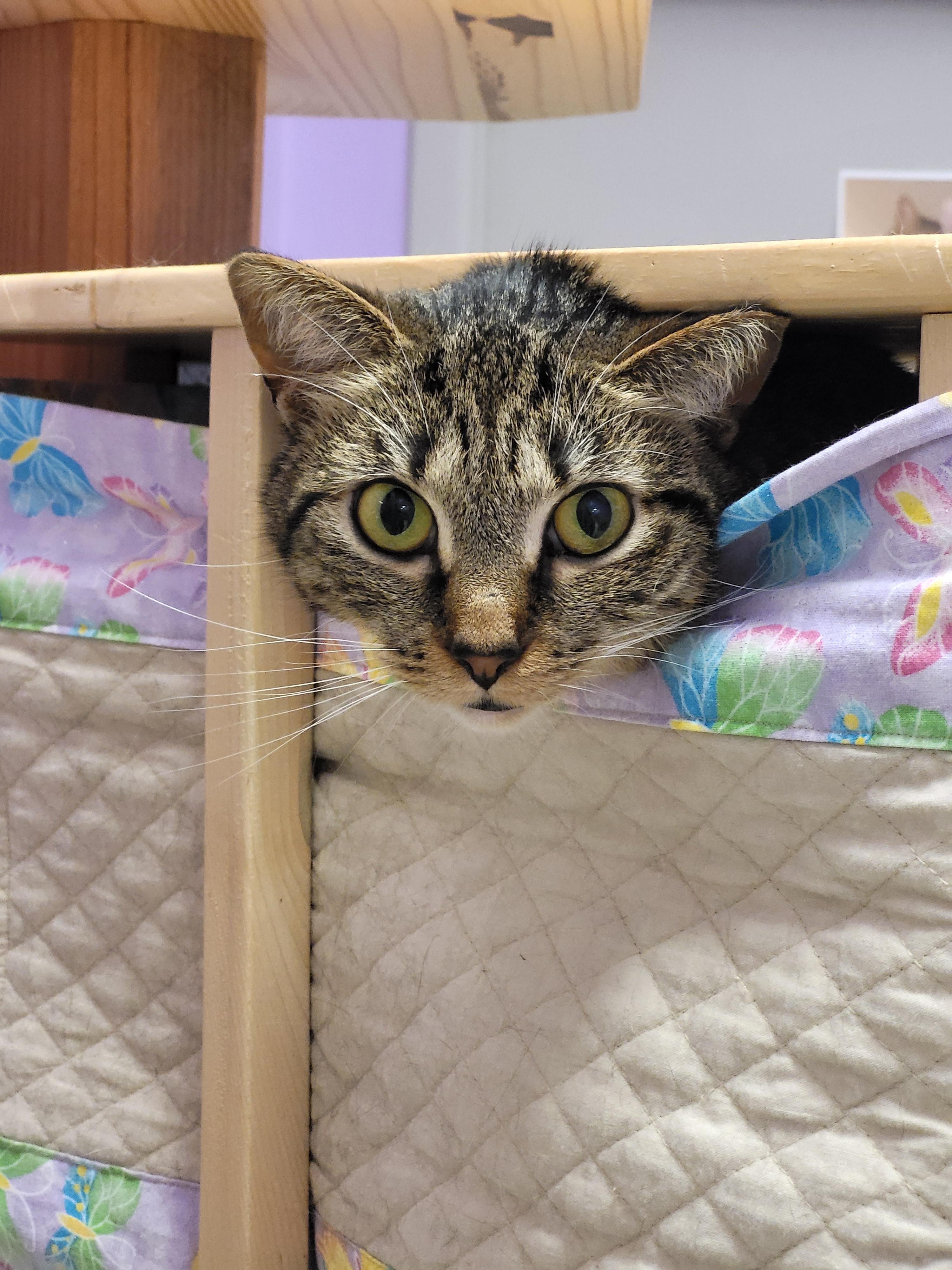 Phillipa, a Adoptable Domestic Short Hair in Grayslake, IL image 2/4