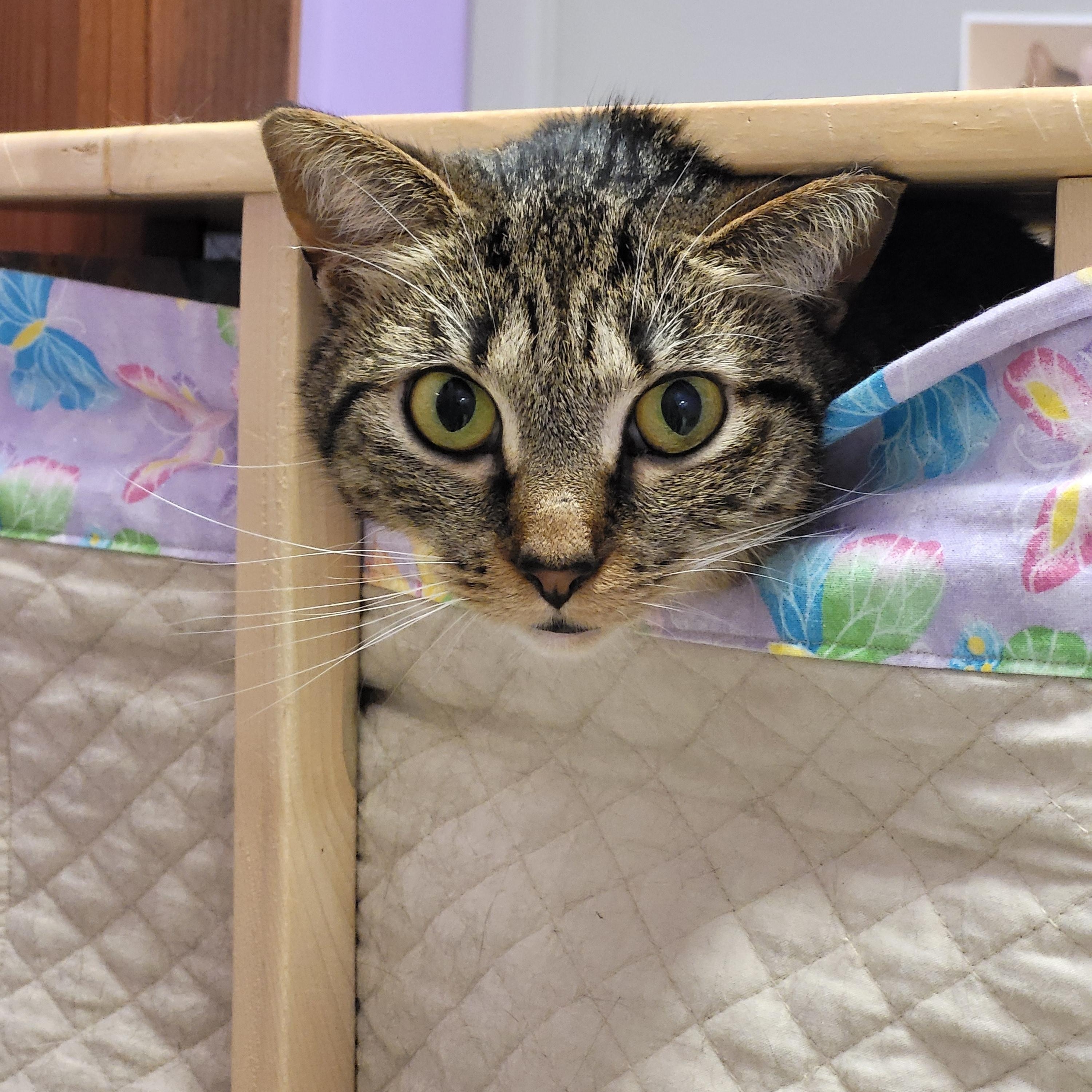 Enlarge Phillipa, a Adoptable Domestic Short Hair in Grayslake, IL image 2/4