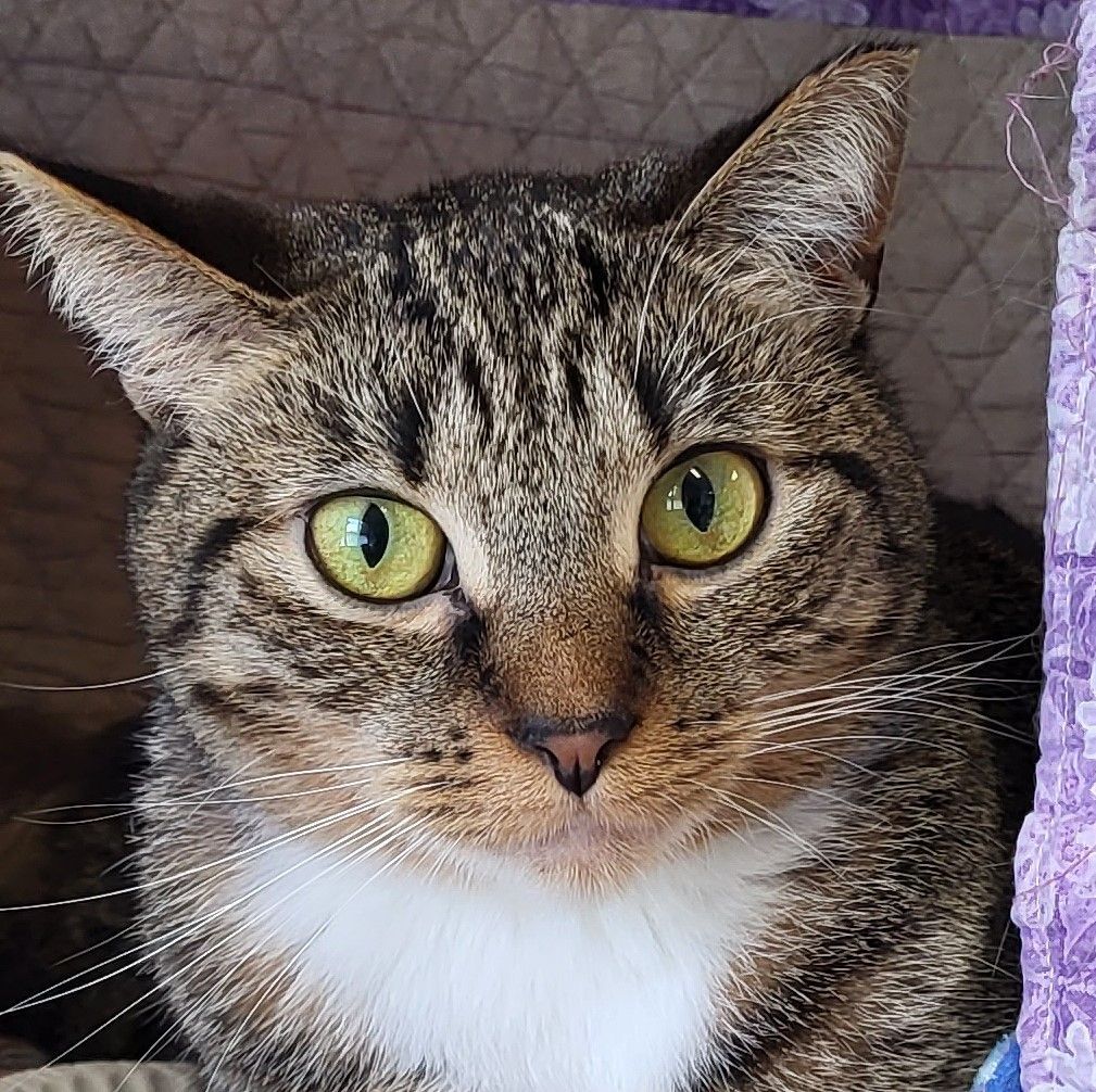 Phillipa, a Adoptable Domestic Short Hair in Grayslake, IL image 3/4