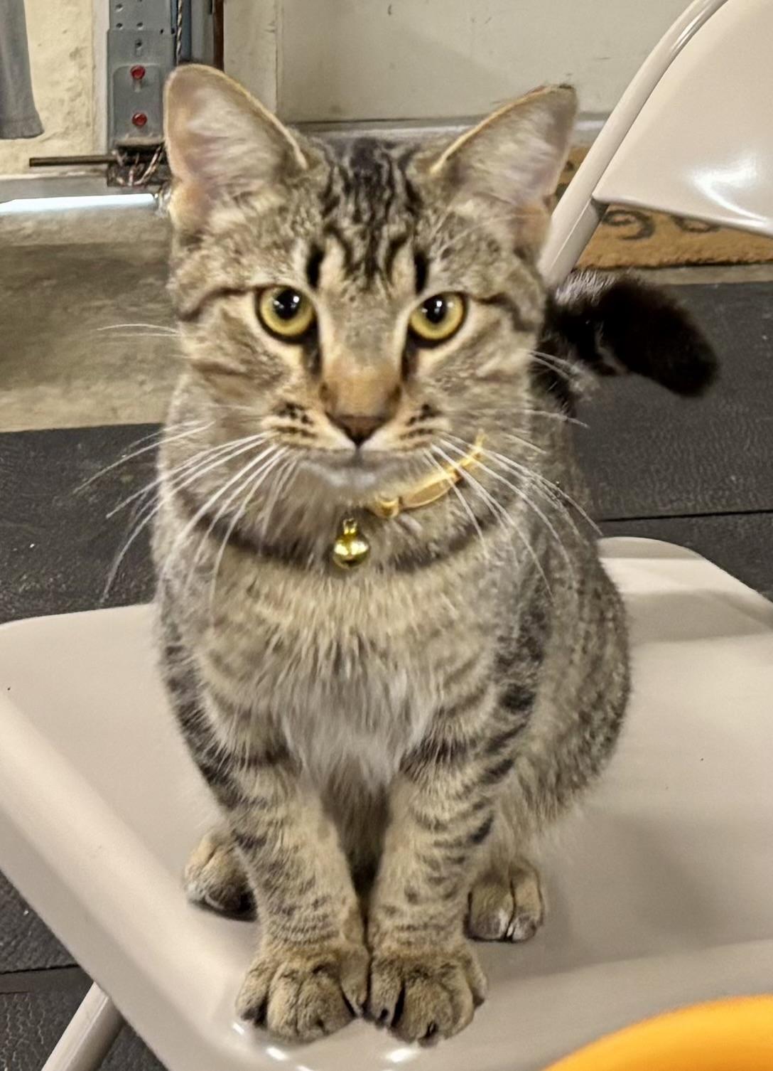 Clark, Adoptable, Young Male Domestic Short Hair.