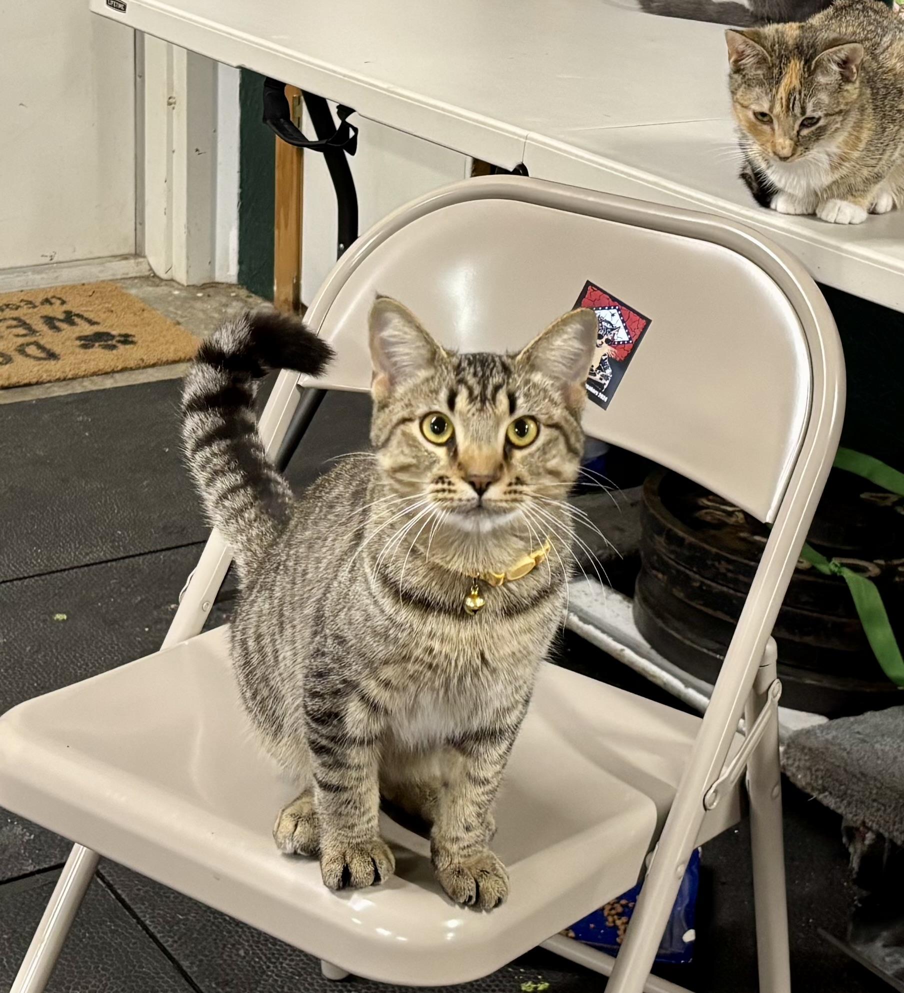 Clark, a Adoptable Domestic Short Hair in Melbourne, AR image 3/6