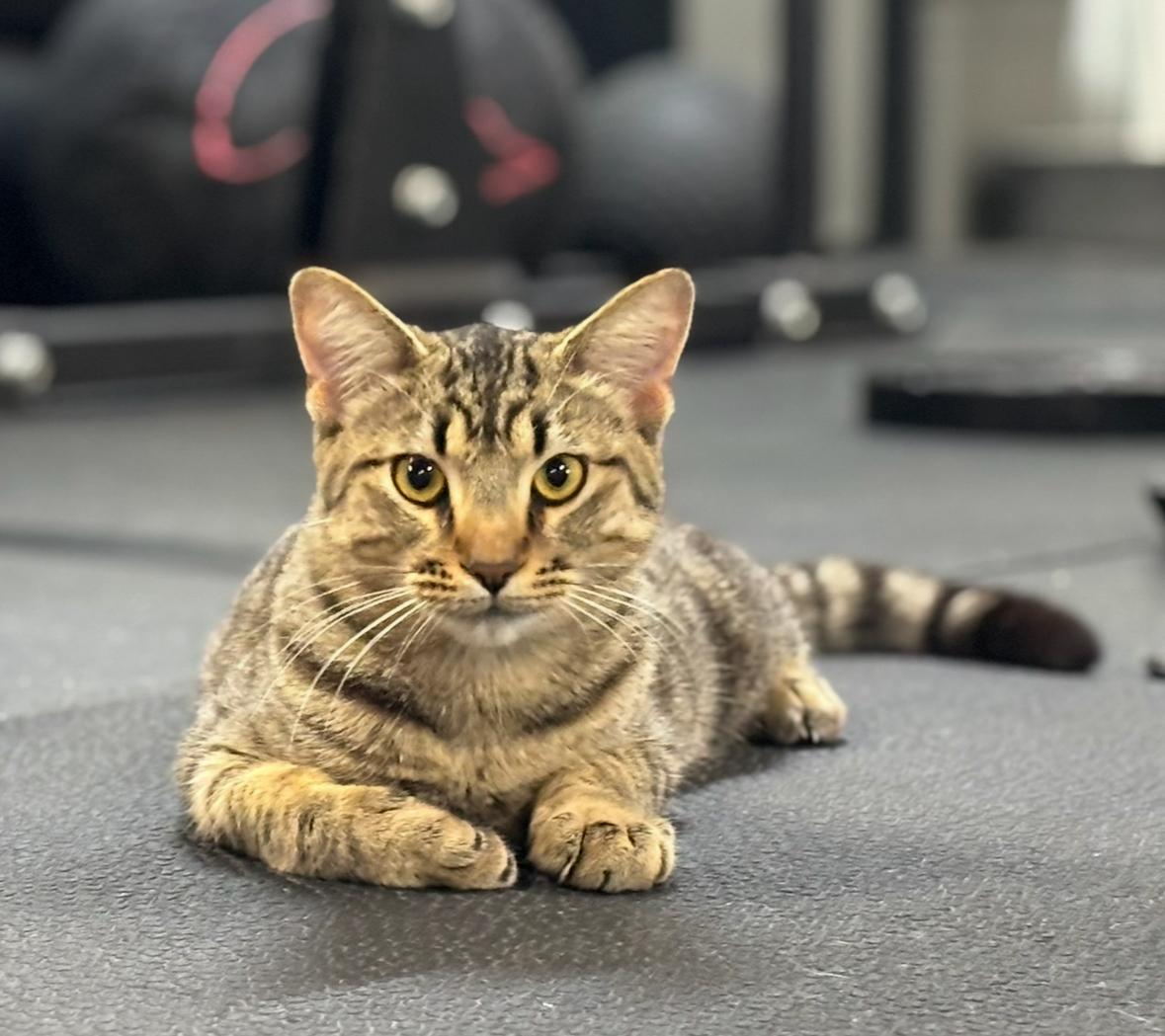 Enlarge Clark, a Adoptable Domestic Short Hair in Melbourne, AR image 3/6