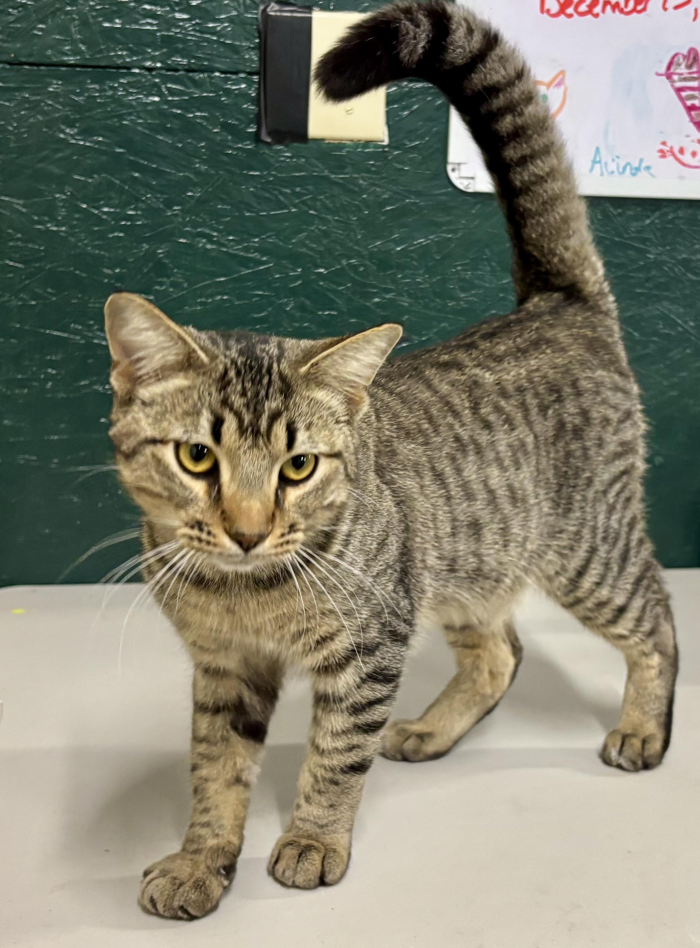 Clark, a Adoptable Domestic Short Hair in Melbourne, AR image 4/6