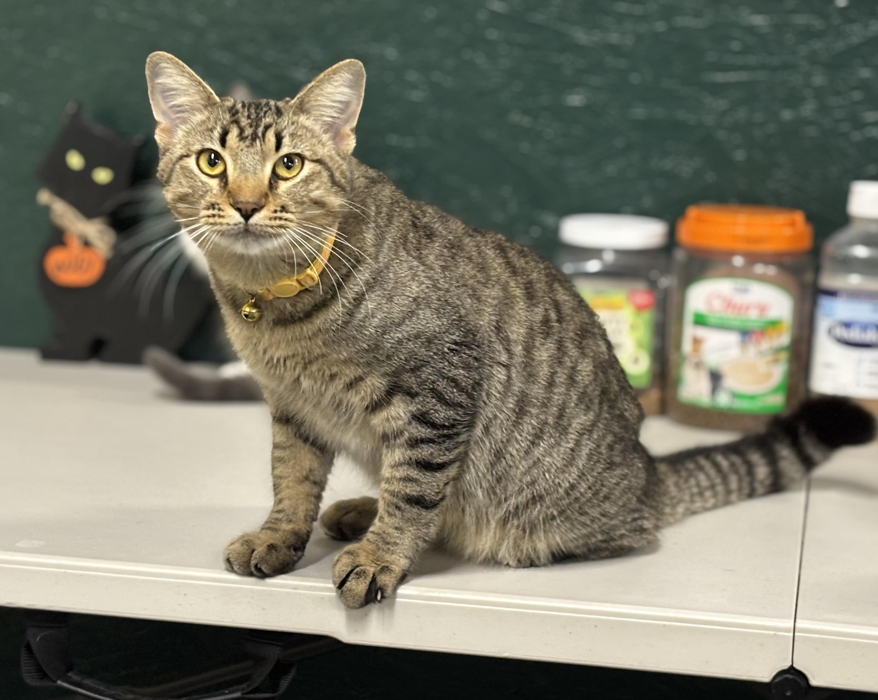 Clark, a Adoptable Domestic Short Hair in Melbourne, AR image 5/6