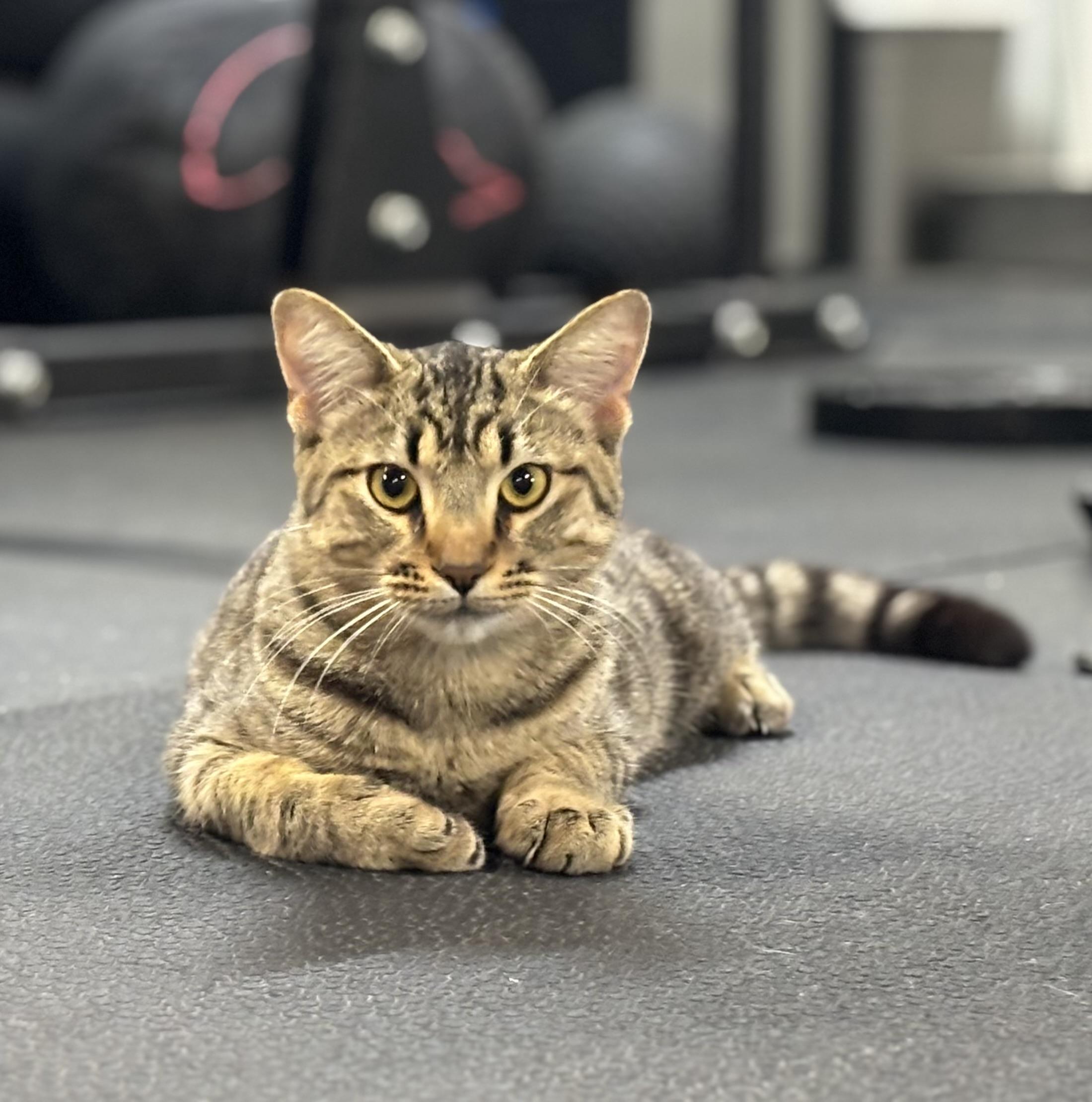 Clark, a Adoptable Domestic Short Hair in Melbourne, AR image 6/6