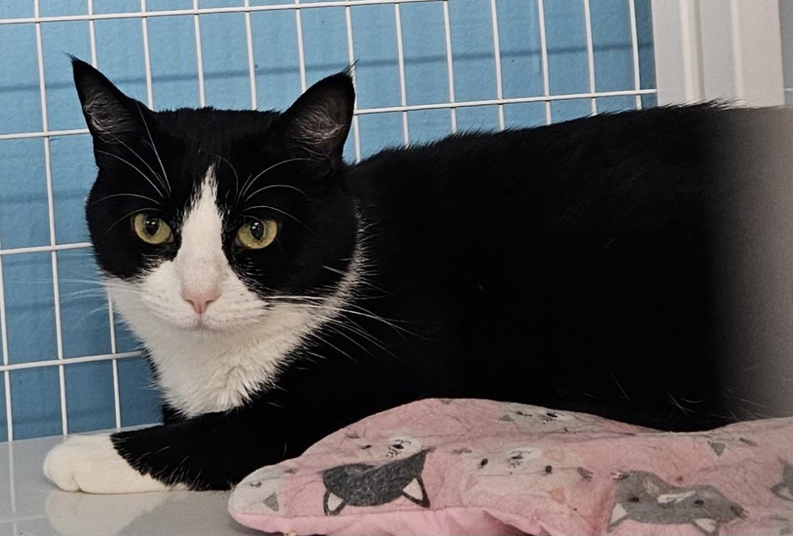 Gloria, ADOPTABLE, Adult Female Domestic Short Hair.