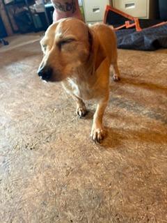 Enlarge lex, a Adoptable mixed breed in Lafayette, TN image 1/1