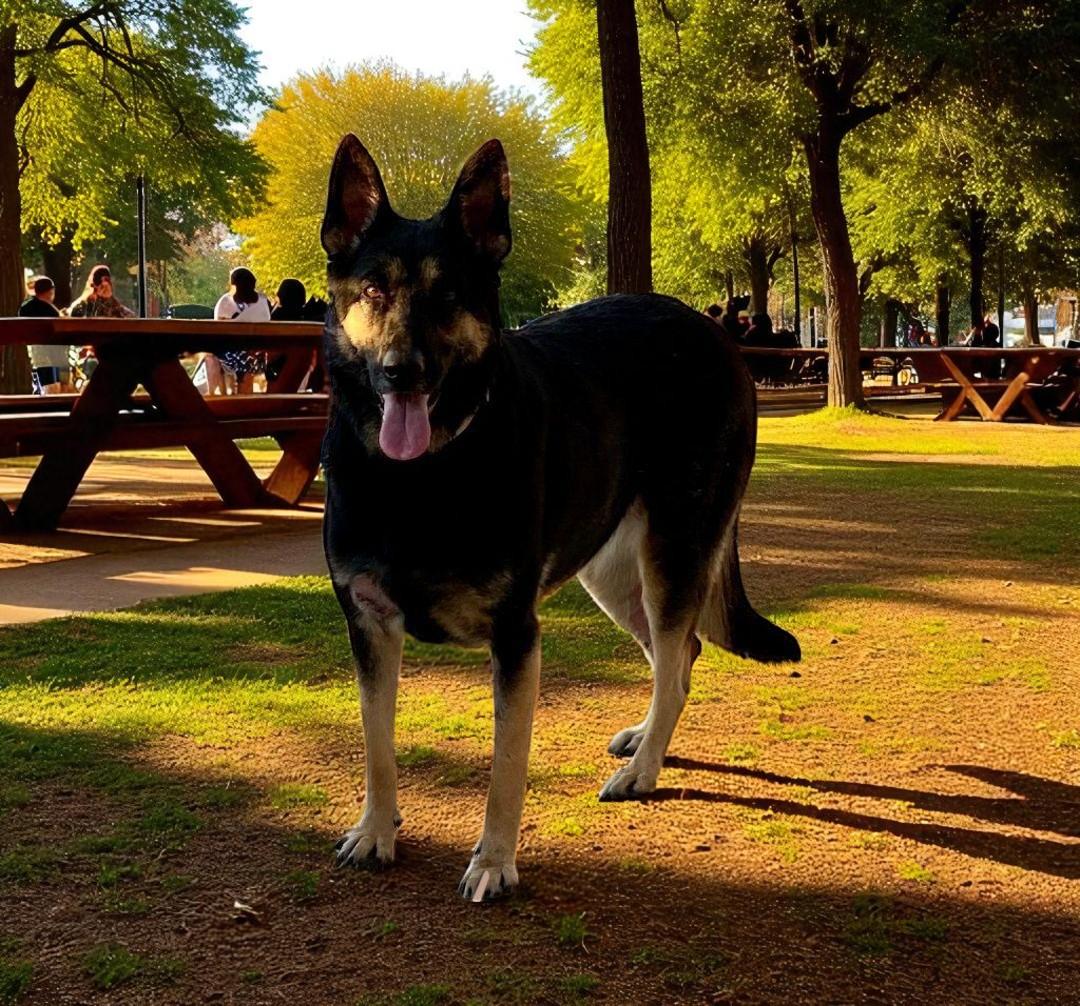 Natasha, Adoptable, Adult Female German Shepherd Dog.