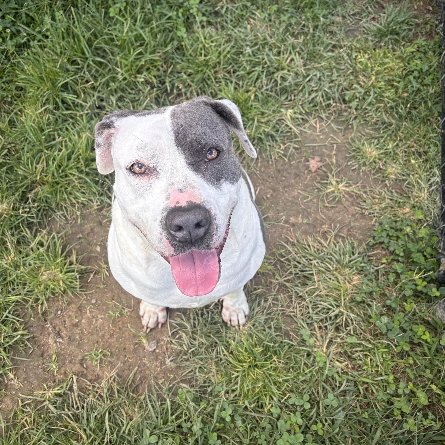 Enlarge Nova, a Adoptable mixed breed in Stafford, VA image 3/3