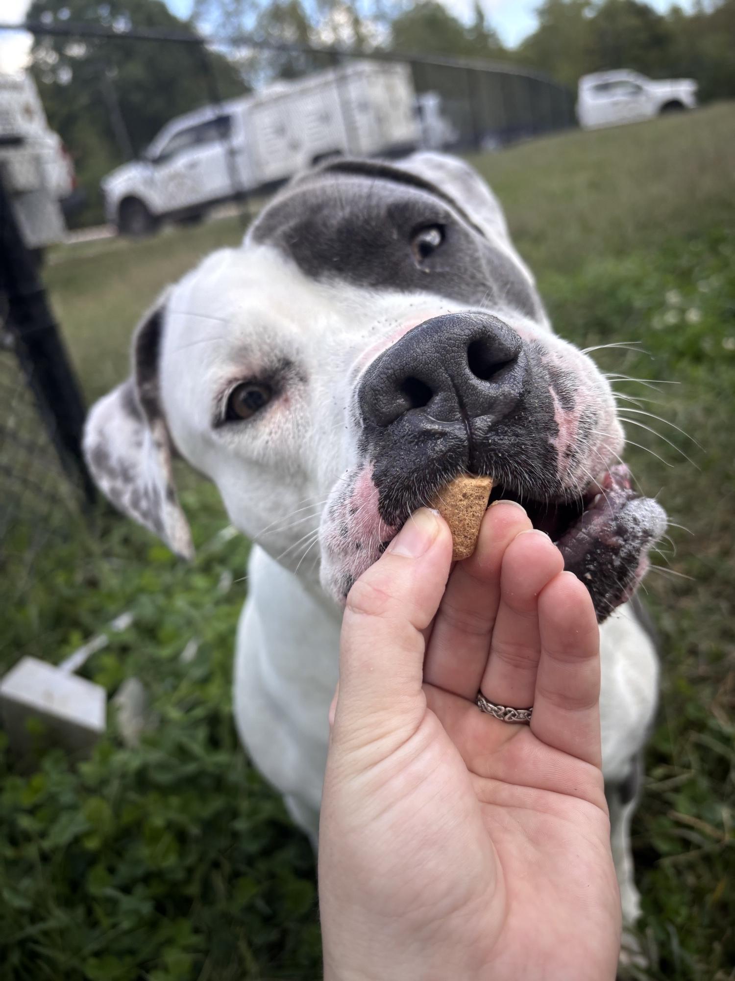 Enlarge Nova, a Adoptable mixed breed in Stafford, VA image 1/3