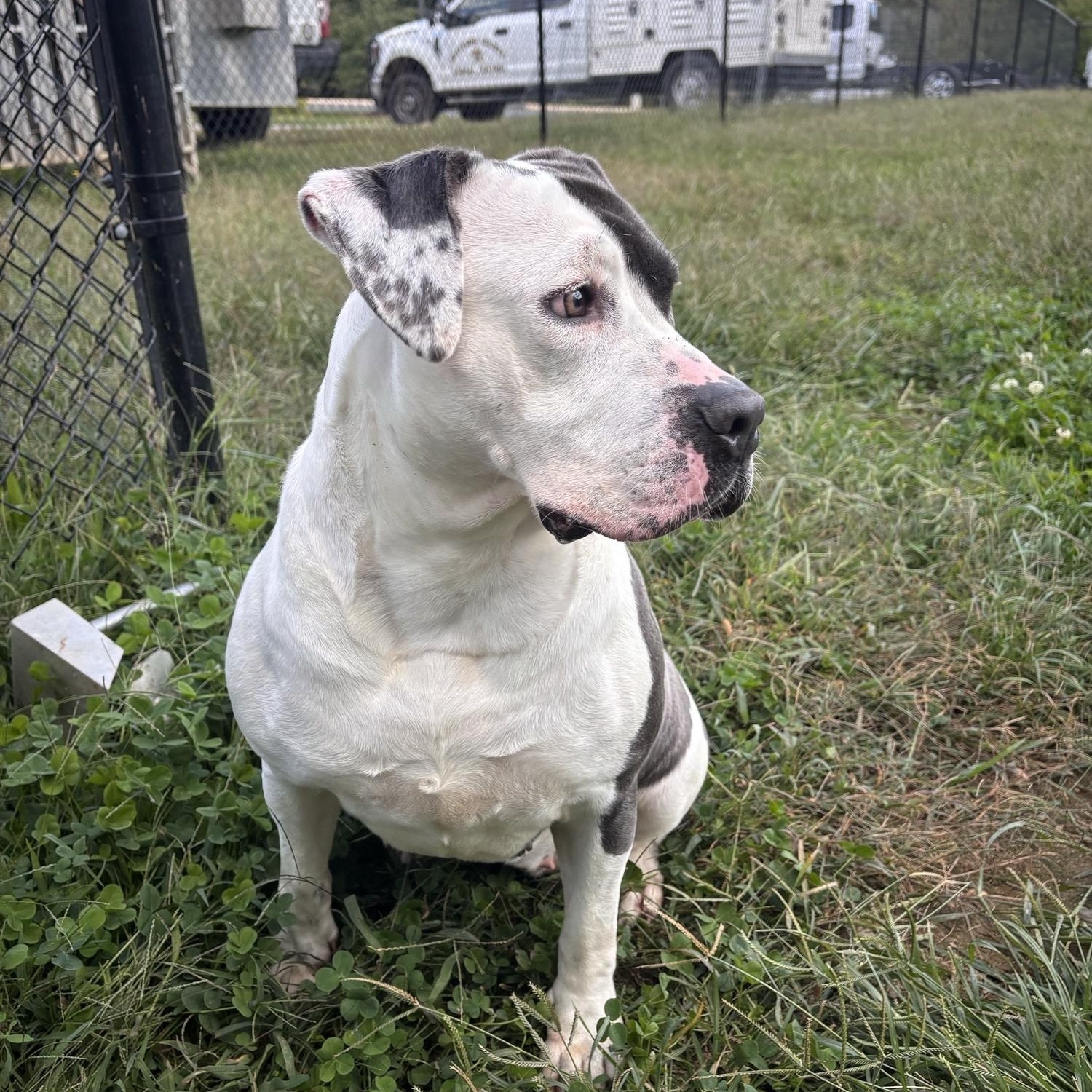 Enlarge Nova, a Adoptable mixed breed in Stafford, VA image 2/3