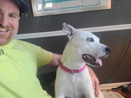 06307B Ursula - Adoption Ambassador, a Adoptable mixed breed in North Charleston, SC image 1/3