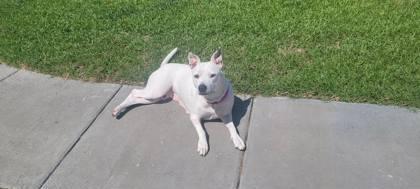 06307B Ursula -Adoption Ambassador, a Adoptable mixed breed in North Charleston, SC image 1/3