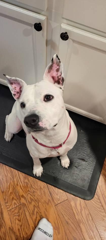 06307B Ursula -Adoption Ambassador, a Adoptable mixed breed in North Charleston, SC image 2/3