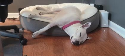 06307B Ursula - Adoption Ambassador, a Adoptable mixed breed in North Charleston, SC image 2/3