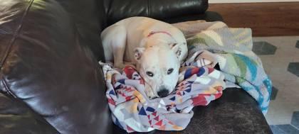 06307B Ursula -Adoption Ambassador, a Adoptable mixed breed in North Charleston, SC image 3/3