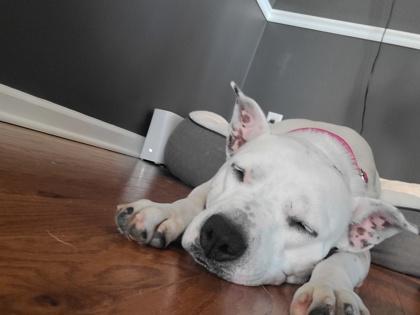 06307B Ursula - Adoption Ambassador, a Adoptable mixed breed in North Charleston, SC image 3/3