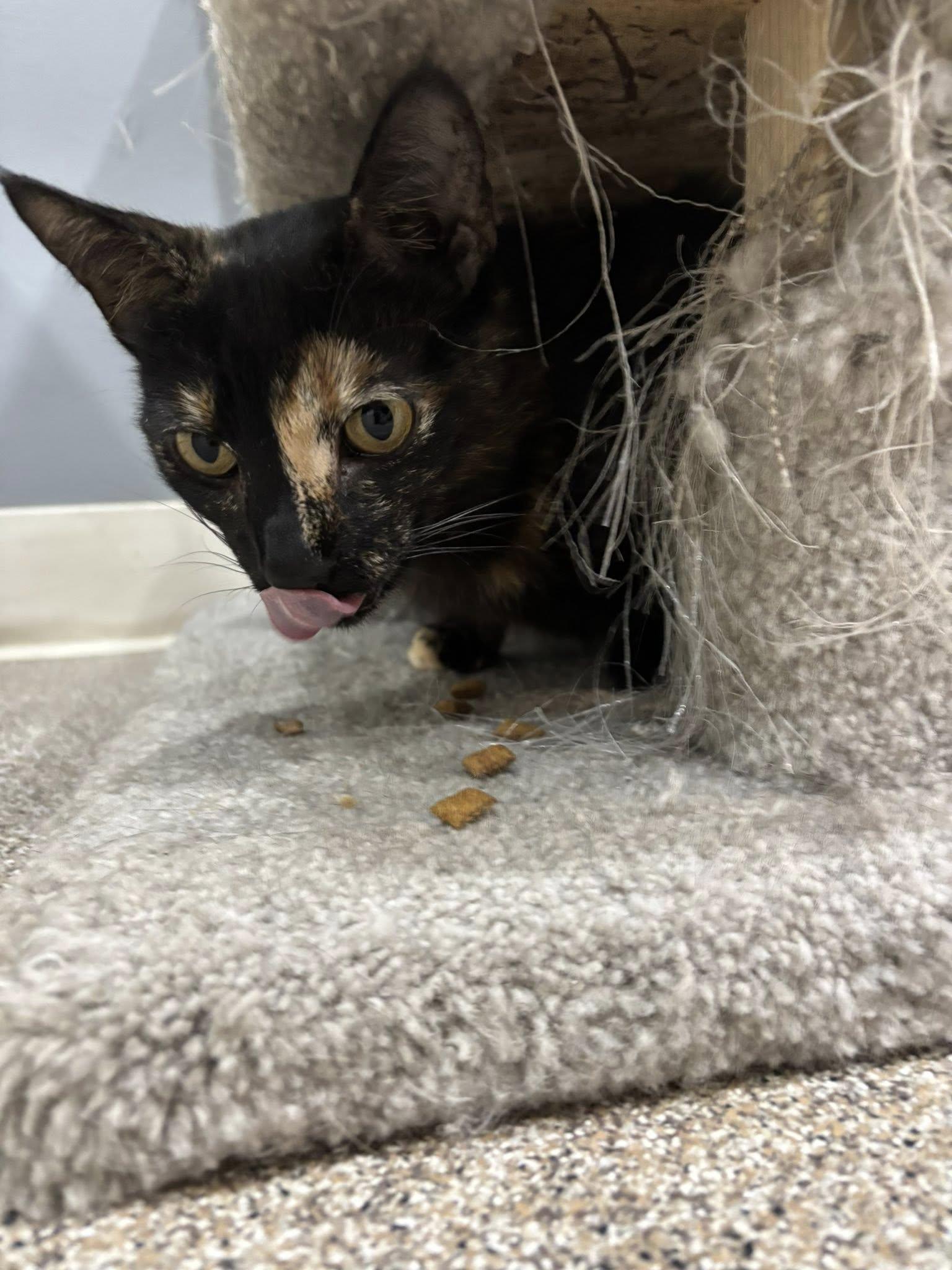 Sassy, an adoptable Domestic Short Hair in Montrose, CO, 81401 | Photo Image 2