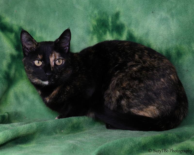 Sassy, an adoptable Domestic Short Hair in Montrose, CO, 81401 | Photo Image 1