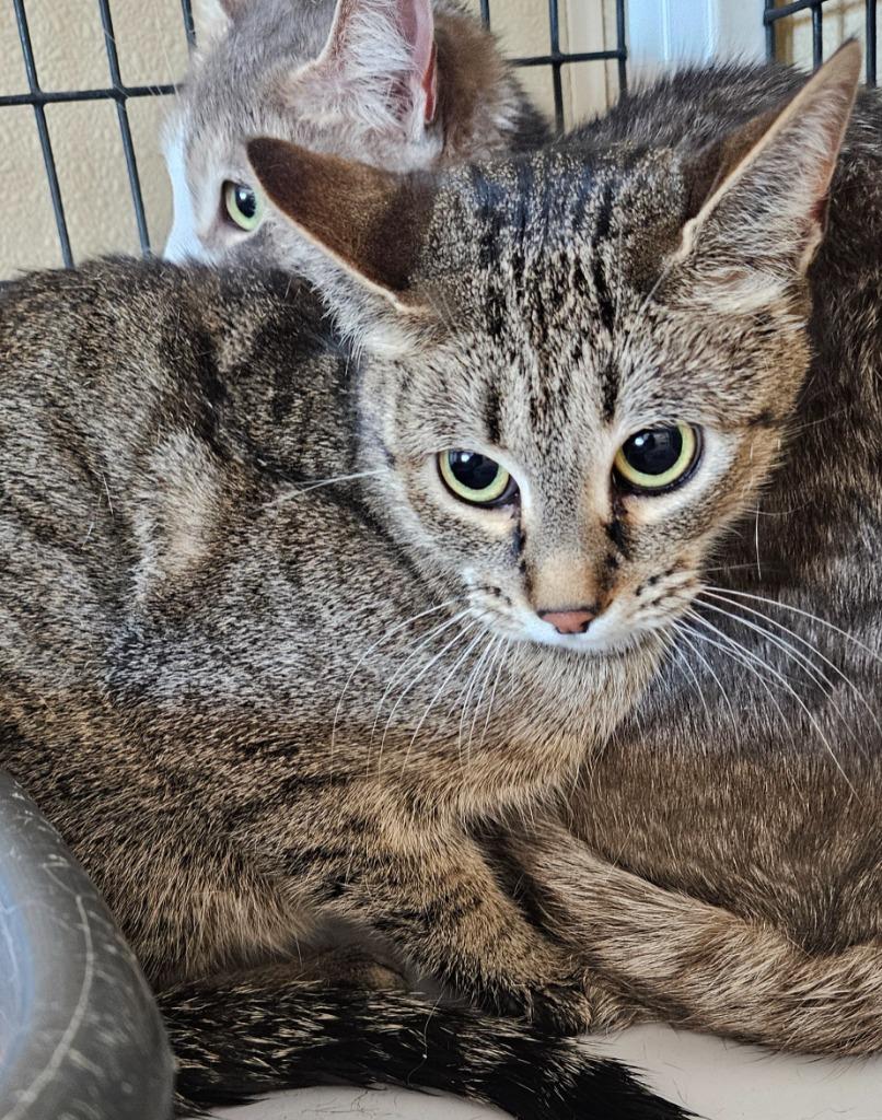 Bazel, Adoptable, Young Female Domestic Short Hair.