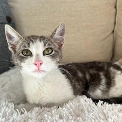 Enlarge Skylar, a Adoptable Domestic Short Hair in Brea, CA image 2/2