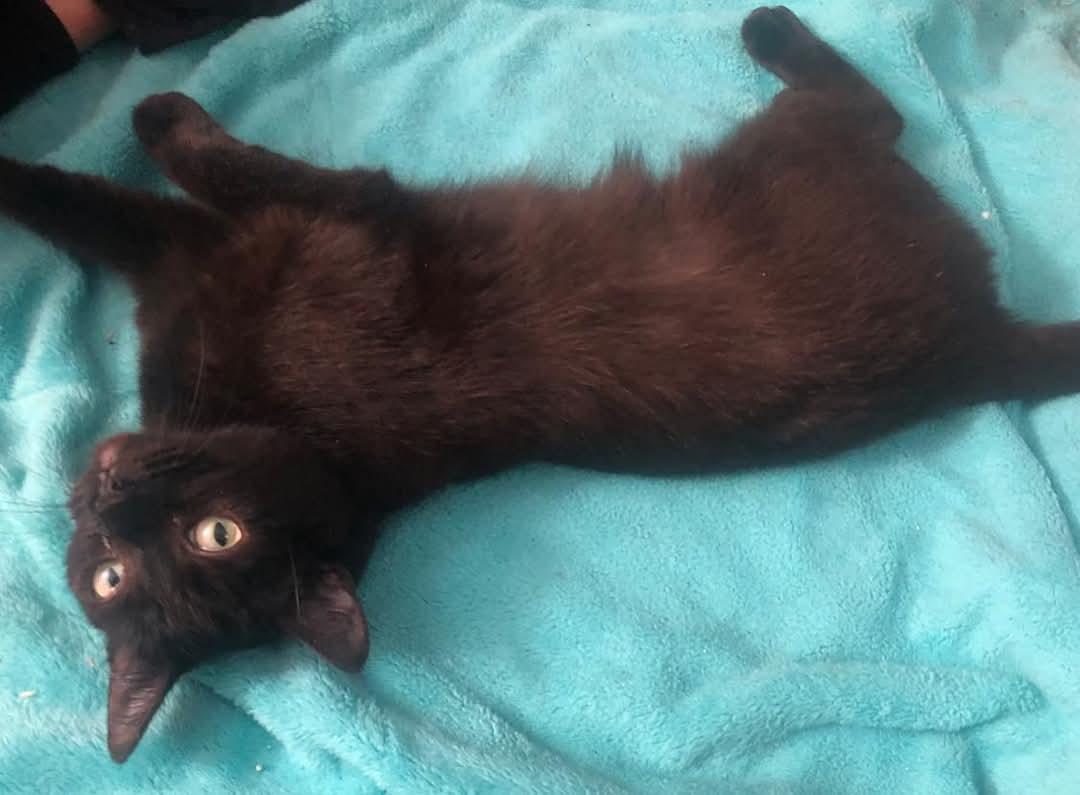 Chupa, a Adoptable Domestic Short Hair in New Baltimore, MI image 2/2