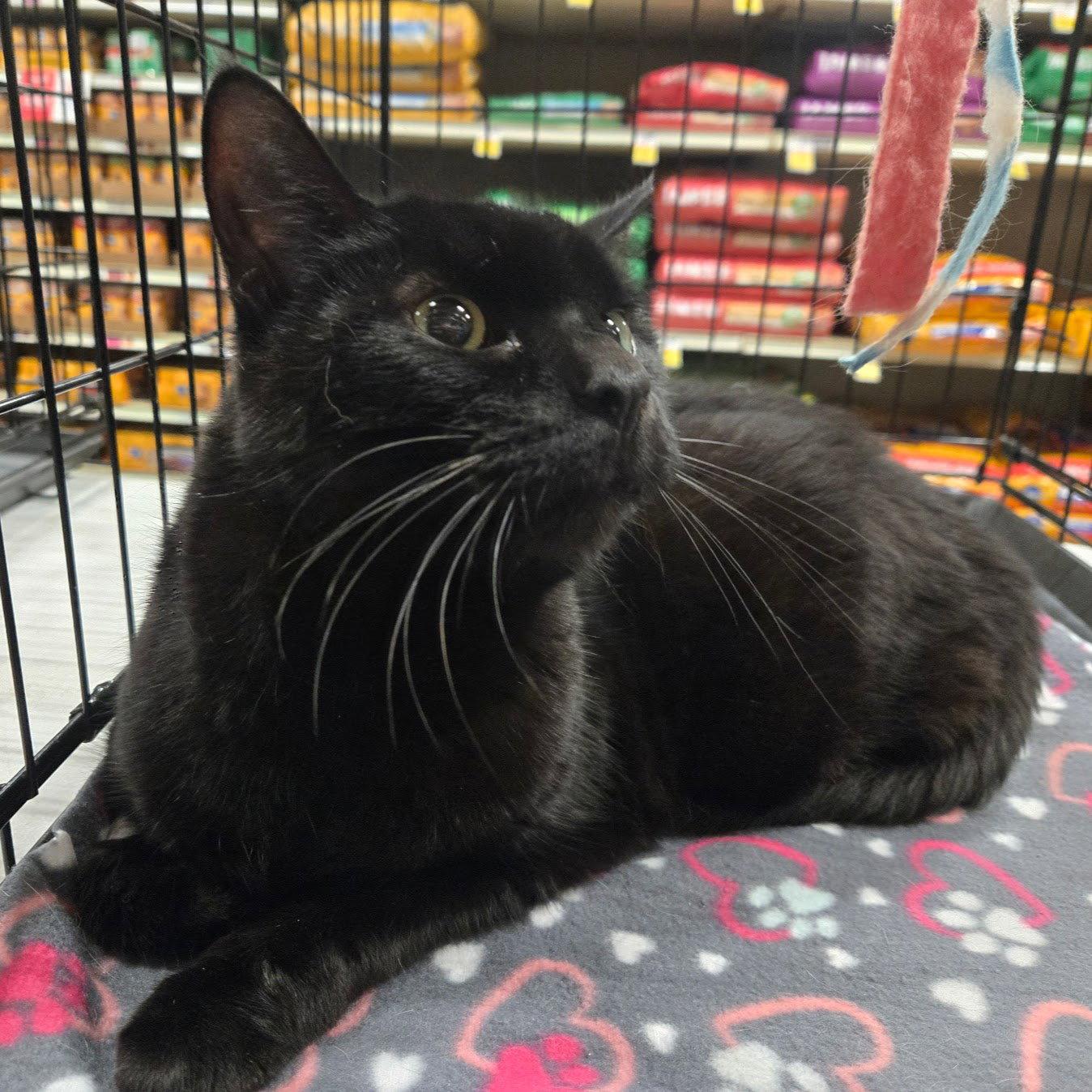 Sampson, a Adoptable Domestic Short Hair in Norwood, OH image 1/2
